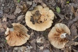 Lactarius yazooensis image