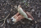 Xanthoconium purpureum image