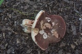 Xanthoconium purpureum image
