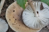 Amanita sect. Vaginatae image