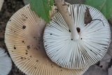 Amanita sect. Vaginatae image