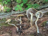 Agrocybe acericola image