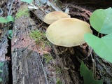 Agrocybe acericola image