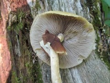 Agrocybe acericola image