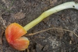 Hygrocybe acutoconica image