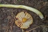 Hygrocybe acutoconica image