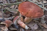 Xanthoconium purpureum image