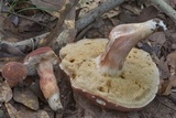 Xanthoconium purpureum image