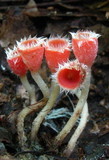 Microstoma floccosum image