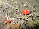 Sarcoscypha occidentalis image