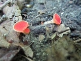 Sarcoscypha occidentalis image