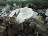 Megacollybia rodmanii image