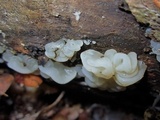 Ductifera pululahuana image