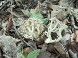 Polyporus umbellatus image