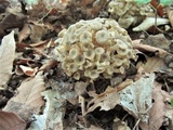 Polyporus umbellatus image