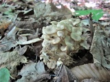 Polyporus umbellatus image