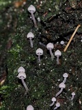 Mycena corticola image