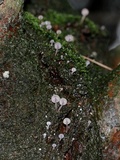 Mycena corticola image
