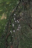 Mycena corticola image