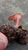 Contumyces rosellus image