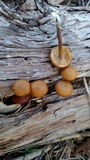 Kuehneromyces lignicola image