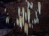 Mucronella pendula image