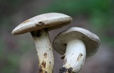 Retiboletus griseus image
