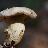 Retiboletus griseus image