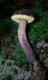 Boletellus chrysenteroides image