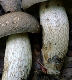 Retiboletus griseus image