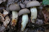 Retiboletus griseus image