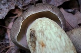 Retiboletus griseus image