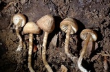 Pseudolaccaria pachyphylla image