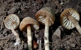 Pseudolaccaria pachyphylla image