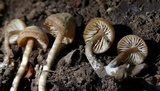 Pseudolaccaria pachyphylla image