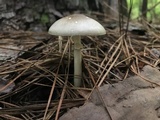 Amanita solaniolens image