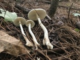 Amanita solaniolens image