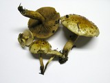 Pholiota adiposa image