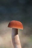 Xanthoconium purpureum image