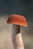 Xanthoconium purpureum image