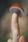 Xanthoconium purpureum image