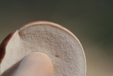 Xanthoconium purpureum image