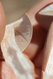 Xanthoconium purpureum image