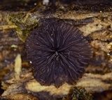 Resupinatus alboniger image