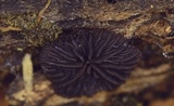 Resupinatus alboniger image