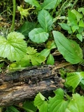 Resupinatus alboniger image