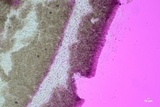 Resupinatus alboniger image