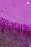 Resupinatus alboniger image