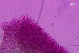 Resupinatus alboniger image