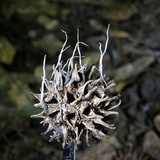 Xylaria liquidambar image